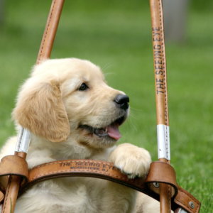 Seeing eye dog